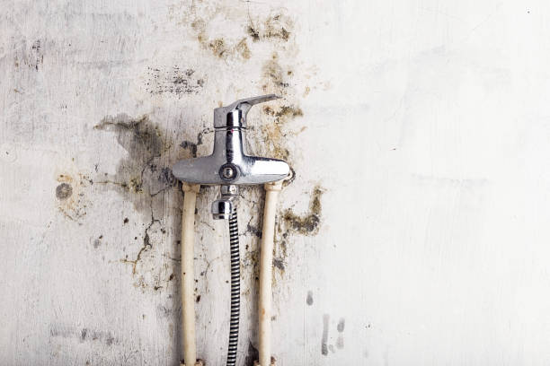 Best Local Mold Removal Service  in North Apollo, PA