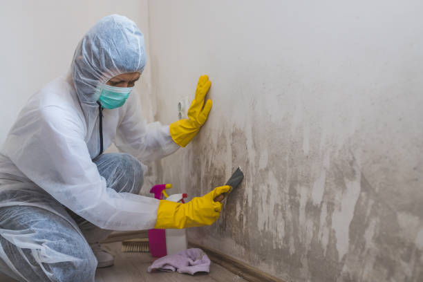 Home Mold Removal in North Apollo, PA