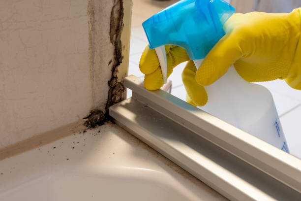Best Commercial Mold Removal  in North Apollo, PA