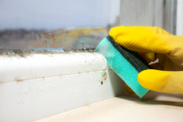 Best Mold Testing  in North Apollo, PA