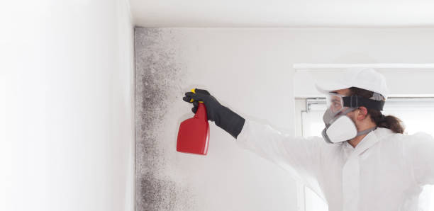 Best Mold Cleaning Services  in North Apollo, PA