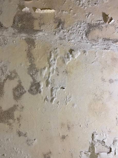 Best Mold Damage Repair  in North Apollo, PA