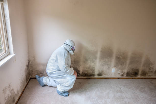 Best Professional Mold Removal  in North Apollo, PA