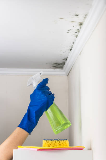 Professional Mold Removal in North Apollo, PA